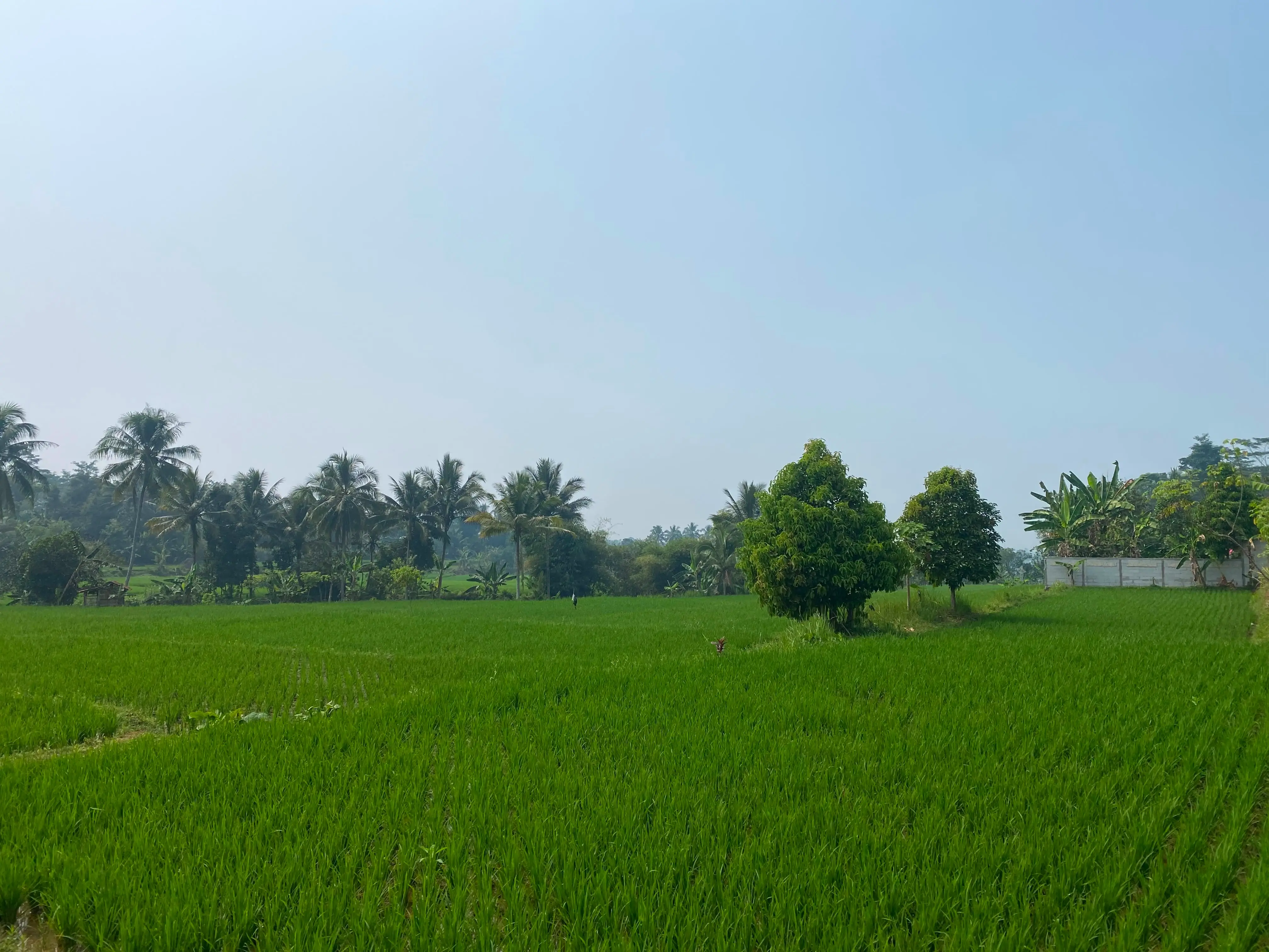 Hamparan sawah Desa Sukakersa