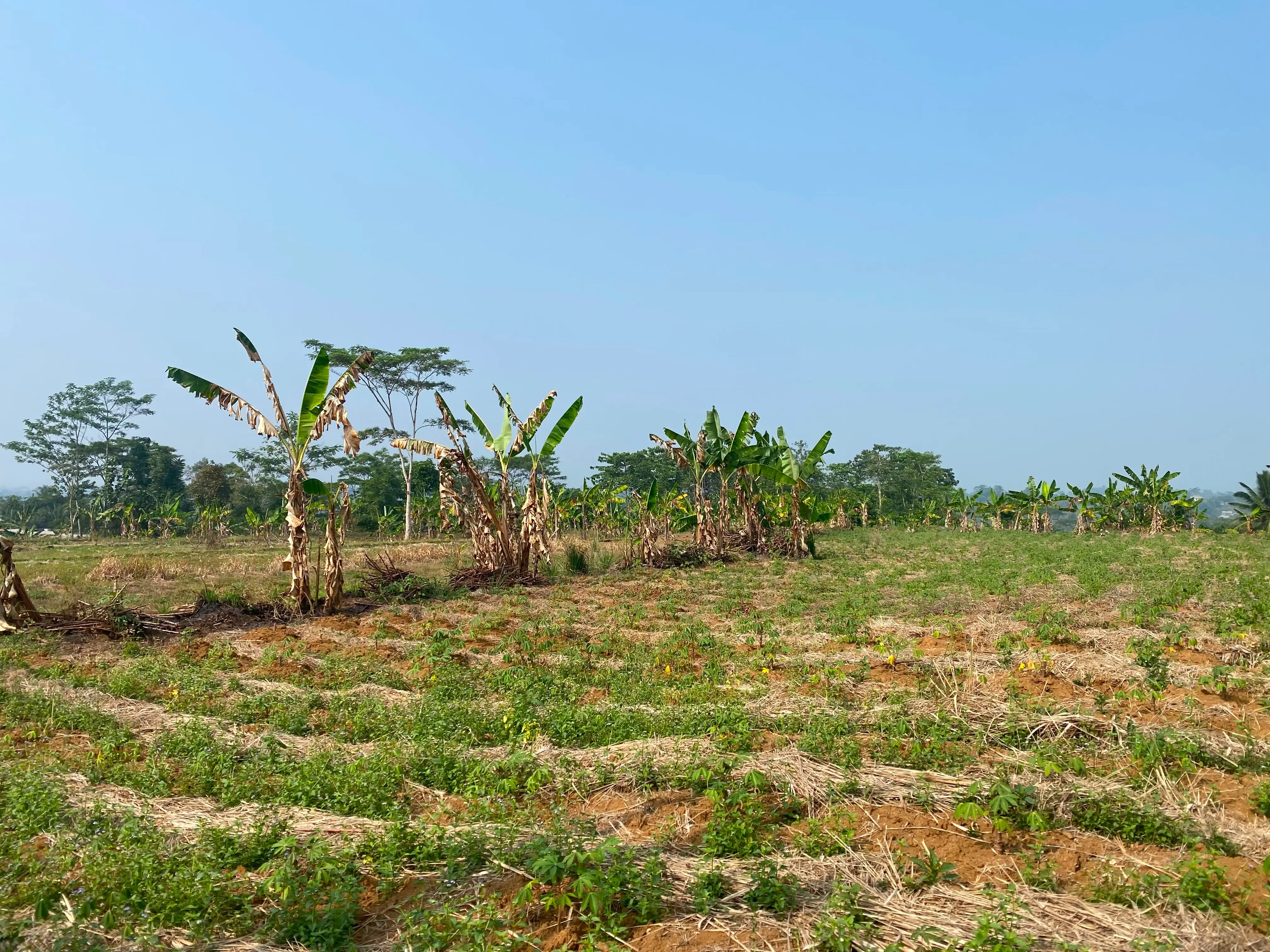 Tanah Desa Lembur Sawah